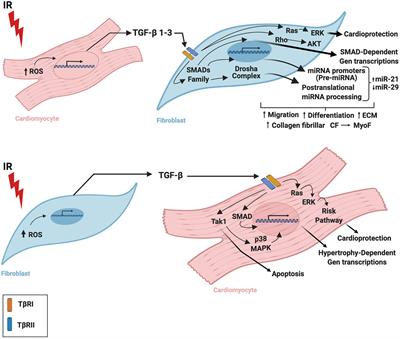 Communication Between Cardiomyocytes and Fibroblasts During Cardiac Ischemia/Reperfusion and Remodeling: Roles of TGF-β, CTGF, the Renin Angiotensin Axis, and Non-coding RNA Molecules